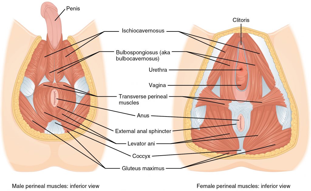 Musculatura del suelo pélvico femenino y mascuino (vista transversal)