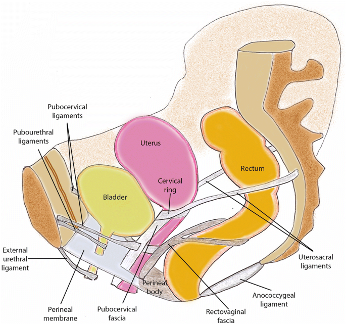 Vista sagital estructures pelvis