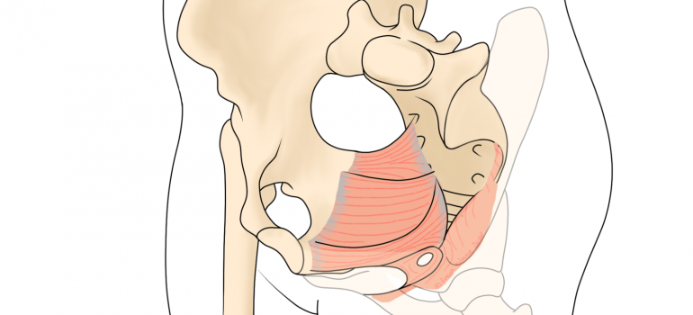 Musculatura sòl pelvià