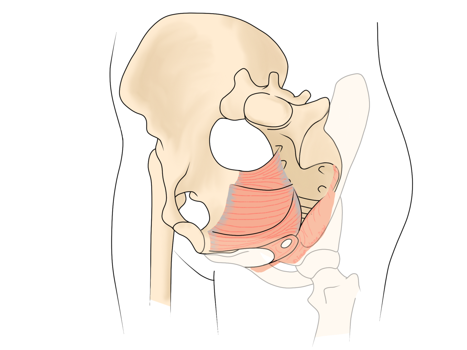 Musculatura sòl pelvià